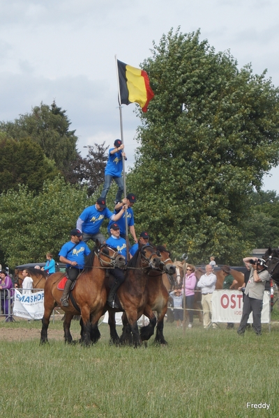 Trekpaarden-1 september-Roeselare-2013