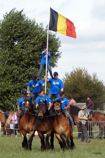 Trekpaarden-1 september-Roeselare-2013