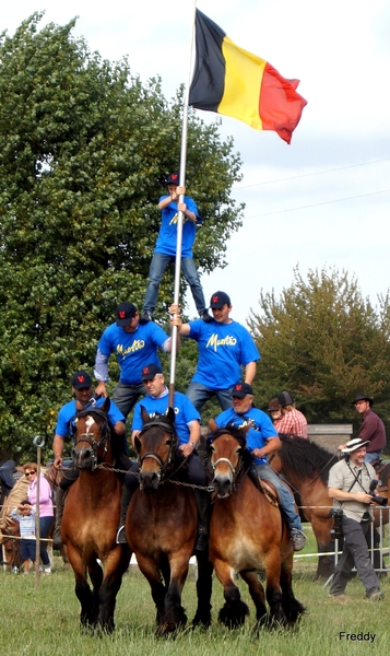 Trekpaarden-1 september-Roeselare-2013