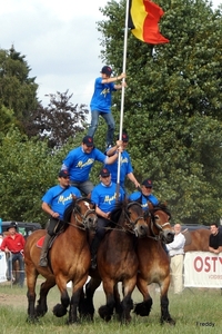 Trekpaarden-1 september-Roeselare-2013