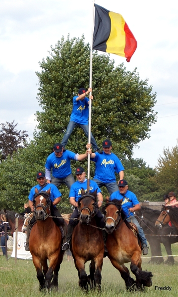 Trekpaarden-1 september-Roeselare-2013