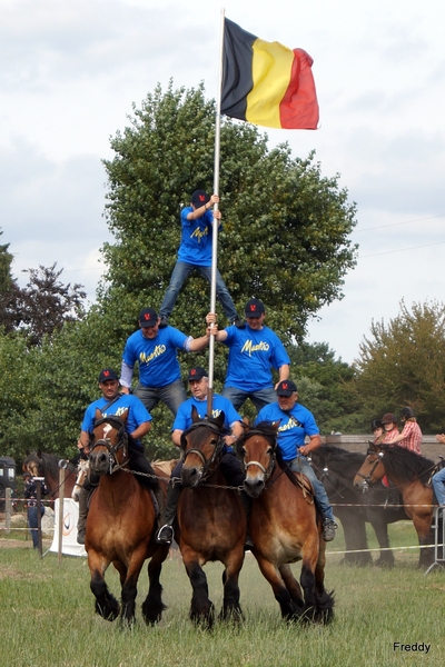 Trekpaarden-1 september-Roeselare-2013