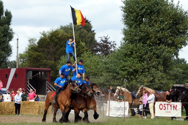 Trekpaarden-1 september-Roeselare-2013