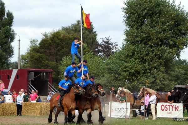 Trekpaarden-1 september-Roeselare-2013