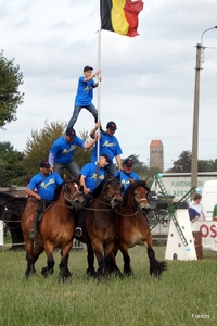 Trekpaarden-1 september-Roeselare-2013