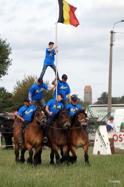 Trekpaarden-1 september-Roeselare-2013