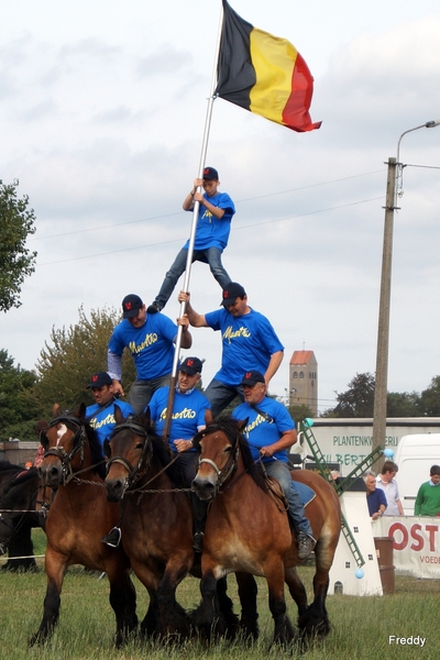 Trekpaarden-1 september-Roeselare-2013