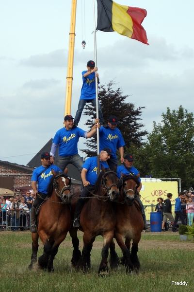 Trekpaarden-1 september-Roeselare-2013