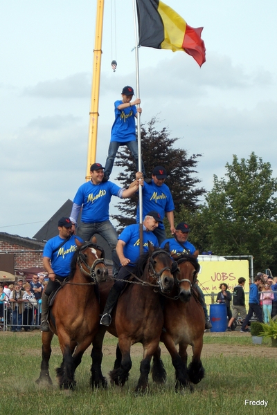 Trekpaarden-1 september-Roeselare-2013