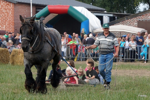 Trekpaarden-1 september-Roeselare-2013