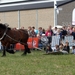 Trekpaarden-1 september-Roeselare-2013