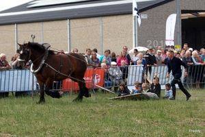 Trekpaarden-1 september-Roeselare-2013