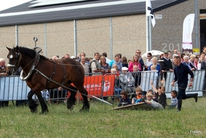 Trekpaarden-1 september-Roeselare-2013