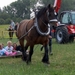 Trekpaarden-1 september-Roeselare-2013