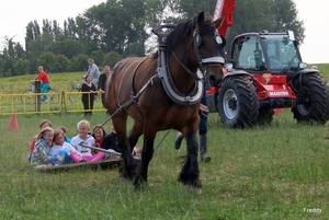 Trekpaarden-1 september-Roeselare-2013