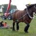 Trekpaarden-1 september-Roeselare-2013