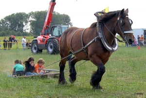 Trekpaarden-1 september-Roeselare-2013