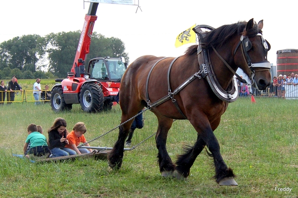 Trekpaarden-1 september-Roeselare-2013