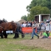 Trekpaarden-1 september-Roeselare-2013