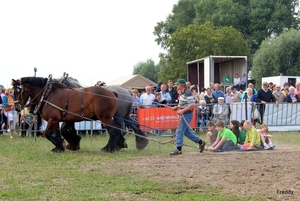 Trekpaarden-1 september-Roeselare-2013