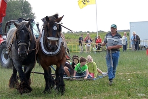 Trekpaarden-1 september-Roeselare-2013