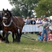 Trekpaarden-1 september-Roeselare-2013