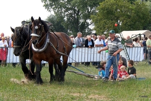 Trekpaarden-1 september-Roeselare-2013