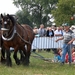 Trekpaarden-1 september-Roeselare-2013