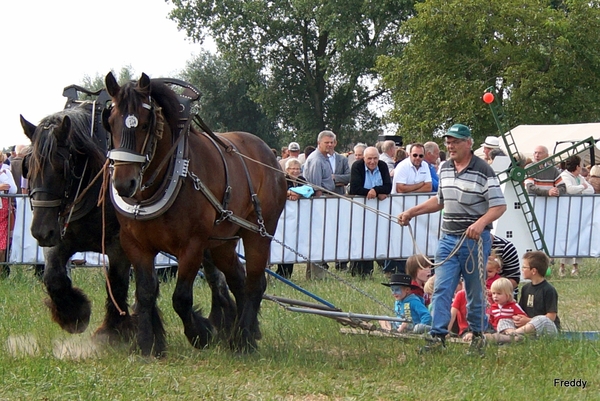 Trekpaarden-1 september-Roeselare-2013