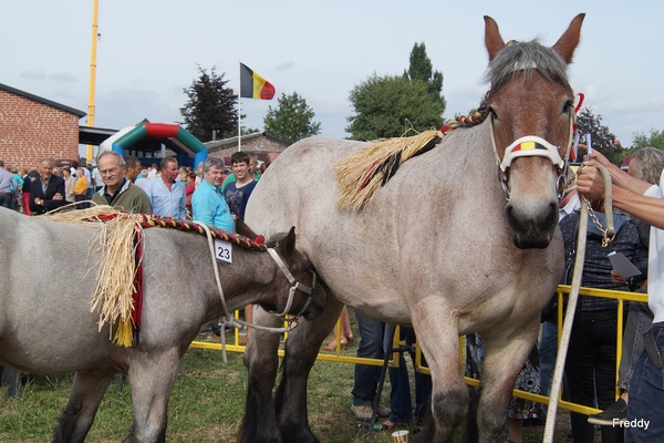 Trekpaarden-1 september-Roeselare-2013