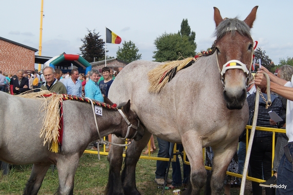 Trekpaarden-1 september-Roeselare-2013