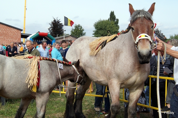 Trekpaarden-1 september-Roeselare-2013