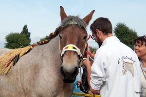 Trekpaarden-1 september-Roeselare-2013