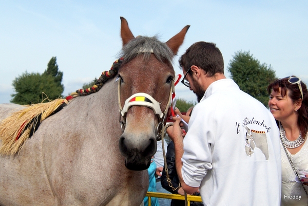 Trekpaarden-1 september-Roeselare-2013