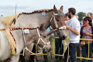 Trekpaarden-1 september-Roeselare-2013