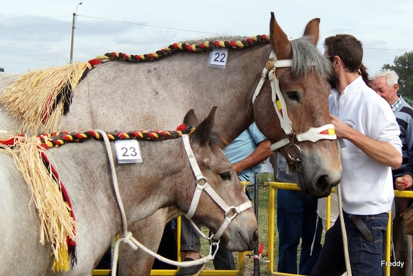 Trekpaarden-1 september-Roeselare-2013