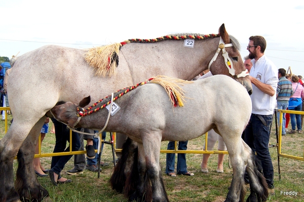 Trekpaarden-1 september-Roeselare-2013