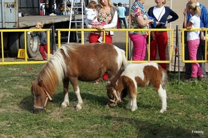 Trekpaarden-1 september-Roeselare-2013