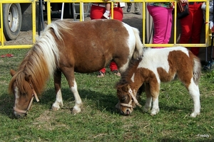 Trekpaarden-1 september-Roeselare-2013