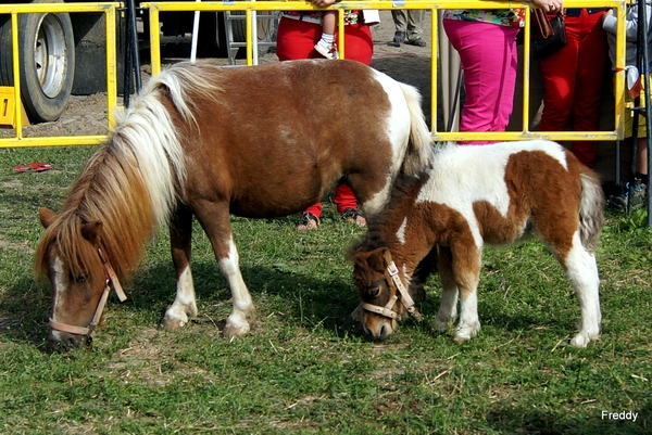 Trekpaarden-1 september-Roeselare-2013