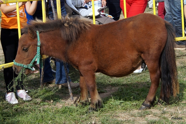 Trekpaarden-1 september-Roeselare-2013