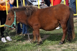 Trekpaarden-1 september-Roeselare-2013