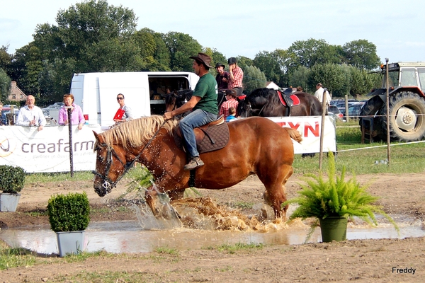 Trekpaarden-1 september-Roeselare-2013