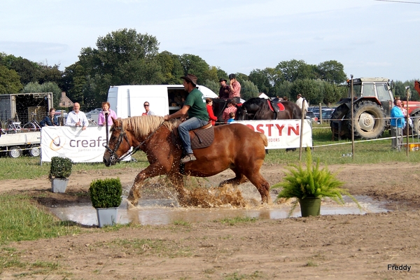 Trekpaarden-1 september-Roeselare-2013