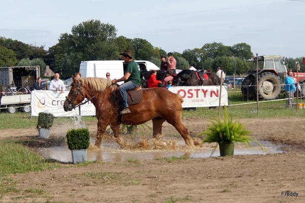 Trekpaarden-1 september-Roeselare-2013