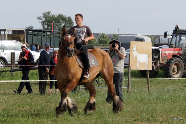 Trekpaarden-1 september-Roeselare-2013