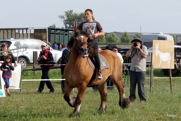 Trekpaarden-1 september-Roeselare-2013