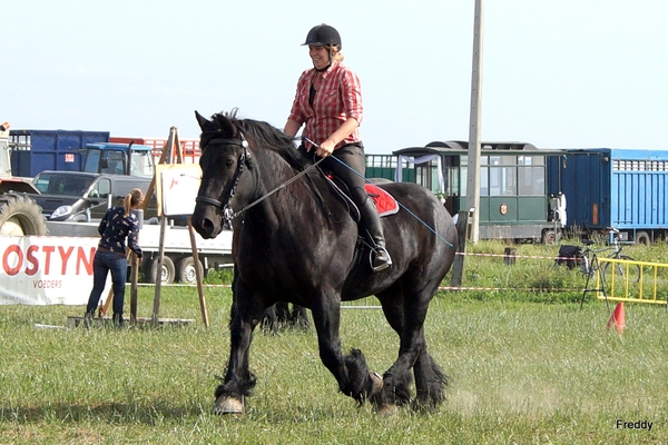 Trekpaarden-1 september-Roeselare-2013