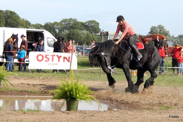 Trekpaarden-1 september-Roeselare-2013