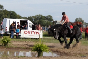 Trekpaarden-1 september-Roeselare-2013